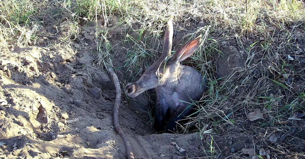 Aardvark at burrow entrance