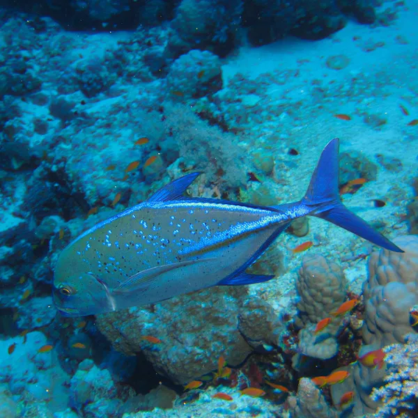 Bluefin Trevally