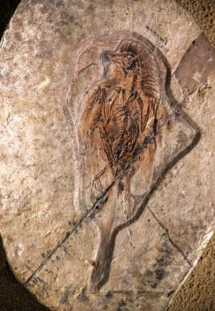 Protopteryx fossil