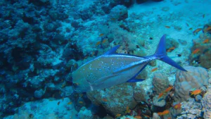 Bluefin trevally